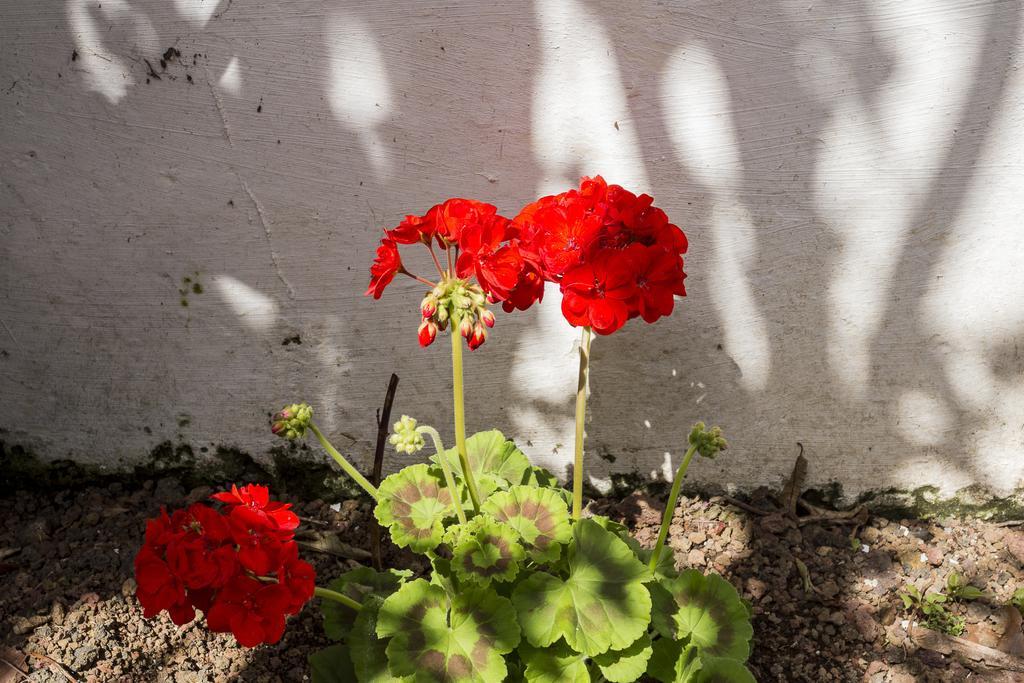 Family House Garden Holiday home Ponta Delgada (Sao Miguel)